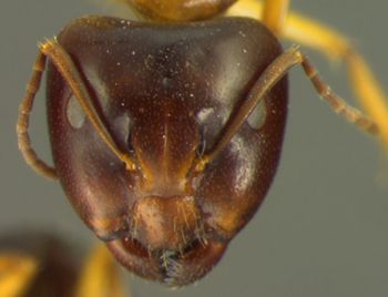 Media type: image;   Entomology 21508 Aspect: head frontal view